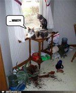 funny-captions-what-cats.jpg