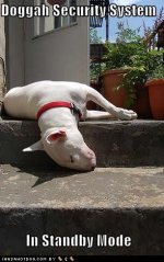 funny-dog-pictures-doggah-security.jpg