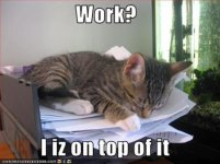 funny-pictures-kitten-is-on-top-of-work.jpg