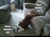 funny-dog-pictures-whats-your-sleep-number.jpg