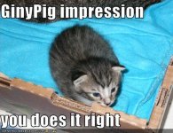 ac9b3_funny-pictures-kitten-does-guinea-pig-impression.jpg