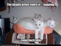 funny-pictures-the-deadly-kitten-hydra-is-napping.jpg