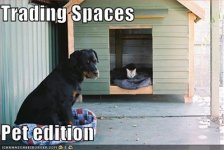 05_pets-trading-spaces.jpg
