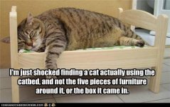 funny-pictures-im-just-shocked-finding-a-cat-actually-using-the-catbed-and-not-the-five-pieces-o.jpg