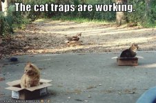cat-traps-are-working.jpg