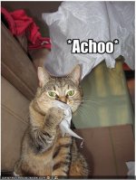 funny-pictures-polite-cat-sneezes-into-a-tissue.jpg
