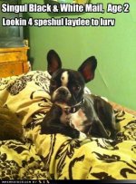 Boston Terrier Dating Service.jpg