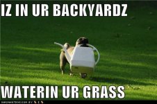 WATERINGPUG.jpg
