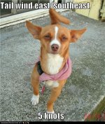 TAIL WIND.jpg