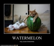 funny-pictures-watermelon.jpg