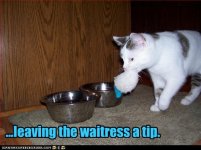 funny-pictures-cat-leaves-waitress-a-tip.jpg