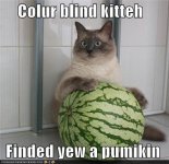 funny-pictures-colur-blind-kitteh-finded-yew-a-pumikin.jpg