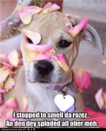 SPLODING ROSES.jpg
