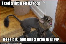 40e55_funny-pictures-cat-is-angry-about-haircut.jpg