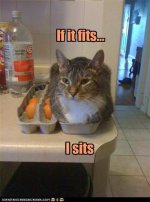 funny-pictures-if-it-fits-i-sits.jpg