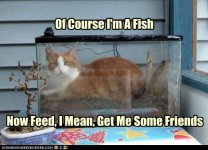 funny-pictures-of-course-im-a-fish.jpg