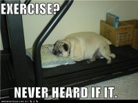 funny-dog-pictures-exercise-never-heard-if-it.jpg