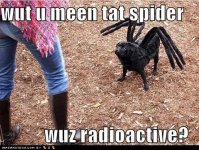 funny-dog-pictures-wut-u-meen-tat-spider-wuz-radioactive.jpg
