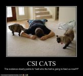 funny-pictures-csi-cats.jpg