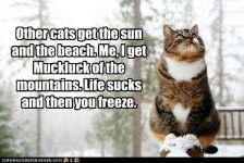funny-pictures-other-cats-get-the-sun-and-the-beach-me-i-get-muckluck-of-the-mountains-life-suck.jpg