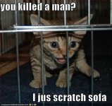 funny-pictures-kitten-jail.jpg