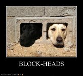 funny-dog-pictures-block-heads.jpg
