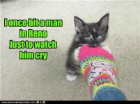 funny-pictures-kitteh-cash.jpg