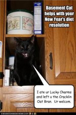funny-pictures-basement-cat-new-years.jpg