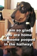 dog-warning.jpg