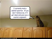 funny-pictures-cat-on-cabinet.jpg