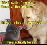 funny-pictures-this-is-called-aversion-therapy-not-torture-im-gonna-boop-your-nose-until-you-act.jpg