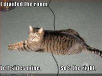 funny-pictures-cat-divides-room-in-two.jpg