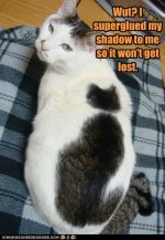 funny-cat-pictures-wut-i-superglued-my-shadow-to-me-so-it-wont-get-lost.jpg