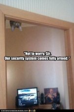 funny-cat-pictures-fully-armed-security-system.jpg