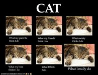 funny-pictures-cats-what-people-think-i-do-vs-what-i-really-do.jpg