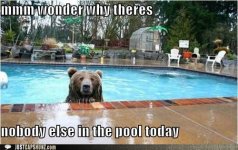 funny-captions-wonder-why-theres-nobody-else-in-the-pool-today.jpg