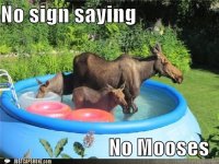 funny-captions-no-sign-saying-no-mooses.jpg