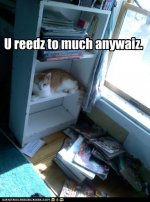 funny-cat-pictures-bukz-doan-lub-u-liek-aiz-do.jpg