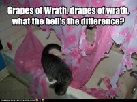 funny-cat-pictures-grapes-of-wrath-drapes-of-wrath-what-the-hells-the-difference.jpg