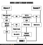 funny-dog-pictures-i-has-a-hotdog-how-a-dogs-brain-works.png