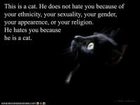 funny-pictures-kittehs-are-equal-opportunity-haters.jpg