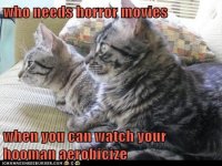 funny-cat-pictures-who-needs-horror-movies-when-you-can-watch-your-hooman-aerobicize.jpg