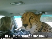 funny-animal-captions-hey-mom-said-settle-down.jpg