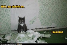 funny-cat-pictures-lolcats-why-i-tore-up-the-wallpaper.jpg