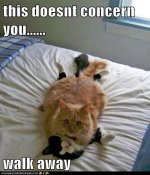 funny-cat-pictures-this-doesnt-concern-you-walk-away1.jpg