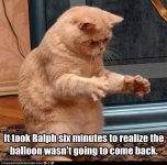 funny-cat-pictures-it-took-ralph-six-minutes-to-realize-the-balloon-wasnt-going-to-come-back.jpg