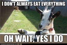funny-pictures-the-most-interesting-goat-in-the-world.jpg