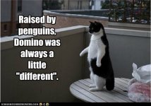 funny-cat-pictures-lolcats-raised-by-penguins.jpg