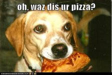 funny-dog-pictures-i-has-a-hotdog-mai-bad.jpg