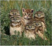 cat-and-owls.jpg